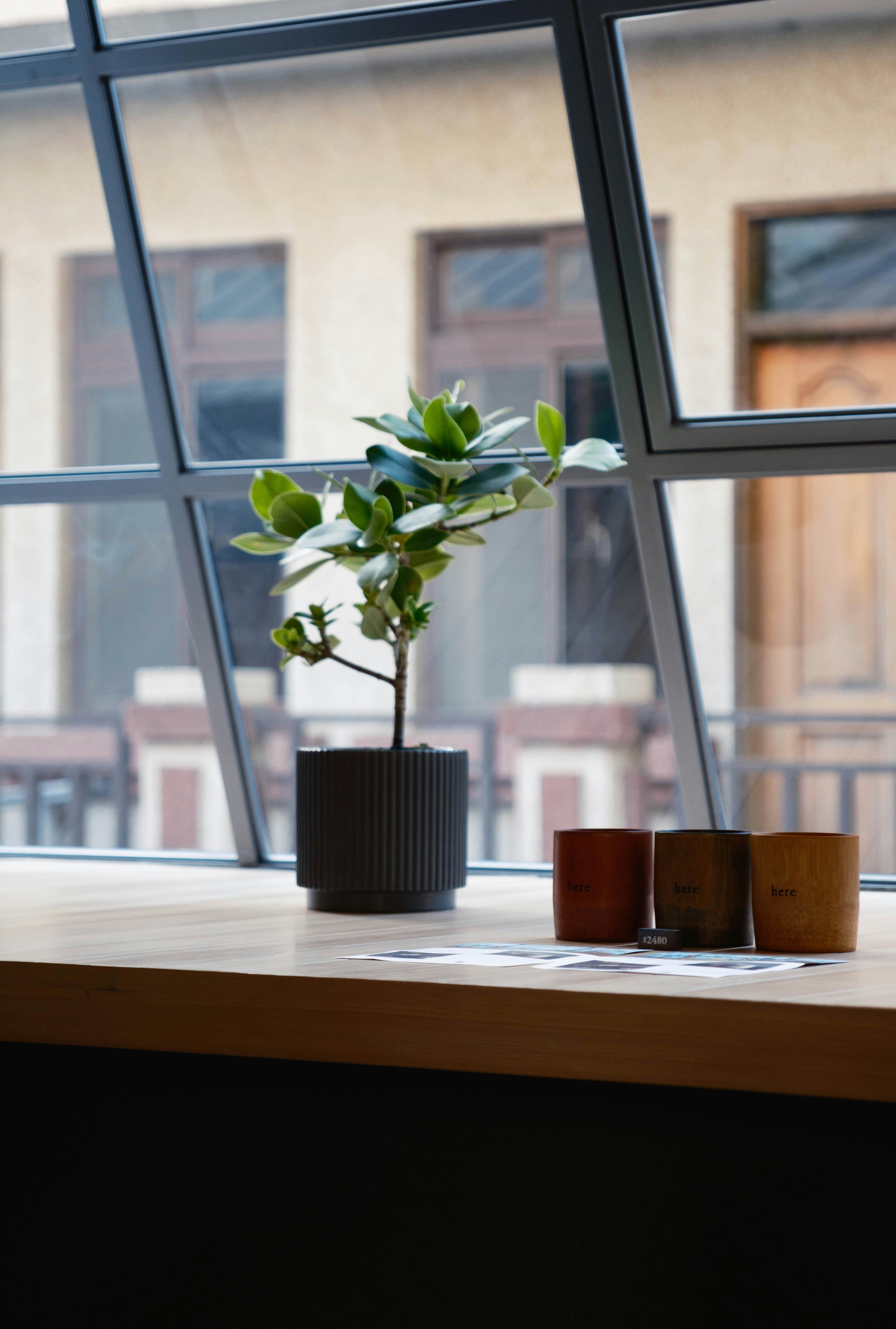 Professional editing and writing services